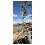 Tree approximately 8 foot tall