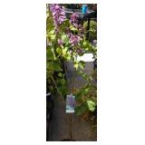 one Sensation French lilac approximately 3 1/2 ft