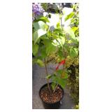 one Congo lilac approximately 3 ft tall