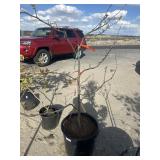 Six type of Apple tree, combination approximately