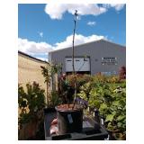 One Sarah sands lilac approximately 3 ft tall