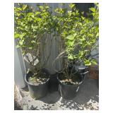 2 dwarf Korean lilac tree