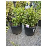 2 Hydrangea Highest Bidder $2X