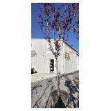 Thundercloud flowering plum tree approximately 10