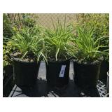 3Lots 1ea Daylilly