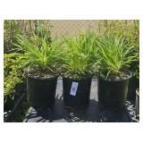 3Lots 1ea Daylilly