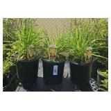 3Lots 1ea Daylilly