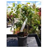 Miss Kim dwarf lilacs three lots one each