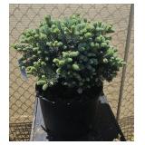 2lOTS 1EA Dwarf globe blue spruce