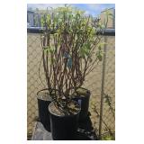 3Lots 1ea Cardinal red twig dogwood