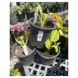 3 Hosta - 2 Dancing Queen Hosta, 1 Sunny Halcyon