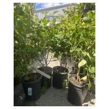 4 Miss Kim dwarf lilac