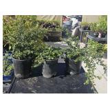 3 lots 1 ea Massachusetts Bearberry