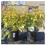 2 lots 1 ea Nandina domestica "Fire Power"