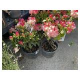 2 Rhododendron Percy wiseman