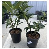 2 compact English laurels.