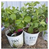 2 hydrangea, summer crushHigh Bidder Will be