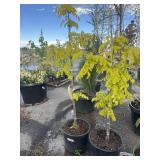 2 FRISIA golden black locust trees, approximately