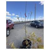 Semi dwarf, Asian pear tree approximately 6 foot