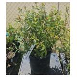 1 Lot  Anthony Waterer Spirea