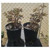 2Lots 1ea  Peony