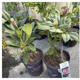 2 Rhododendron Highest Bidder $2X