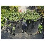 2 Lot 1ea  Sedum Sperium "Pink Cloud" Stonecrop