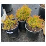 3 thuja Occidentalis ï¿½Congabeï¿½