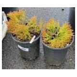 2 Thuja Occidental  ï¿½Congabeï¿½