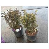 2 Little Devil Ninebark Highest