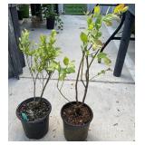 2 Mini-Blues Blueberry 1 Gallon ea