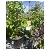 2 Lilac - Madame Lemoine French& Beauty Moscow