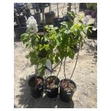 3 -Lilacs - Labeled Beauty of Moscow Lilac