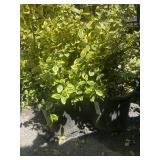 2 emerald Gold Winter creeper