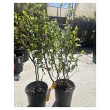 2 Sweetheart blueberry plant