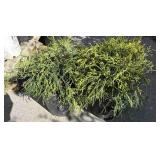 2 false Cypress shrub