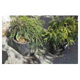 2 false Cypress shrub
