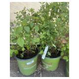 2 mock orange bushesHigh Bidder will be 2 x $