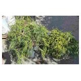 2 false Cypress shrub