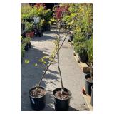 2  dogwood Aprox 3 ft