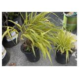 2 grass HAKONECHLOA
