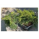 2 false Cypress shrub