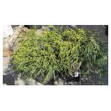 2 false Cypress shrub