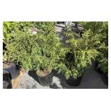 2 eastern arboretum, memory