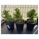 3 Dwarf Alberta spruce