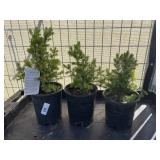 3 Dwarf Alberta Spruce