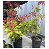 2. Montana fire PIERIS.