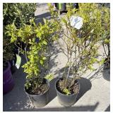 2  Merlot Summer sweet