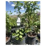 2 beauty of Moscow lilac