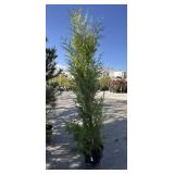 EXCELSA western red cedar approximately 8 foot